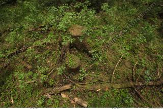 Photo Textures of Forest